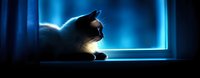 Black and white cat silhouette sitting by window in moonlight, dramatic blue glow creates mysterious atmosphere, side view of feline against night background.