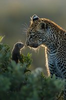 Surreal moment between leopard and mongoose in backlit natural setting, highlighting unexpected animal interaction amid green foliage at golden hour.