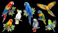 Colorful parrot collection isolated on transparent background, ready for t-shirt design, clipart, stickers, sublimation, and print-on-demand products.