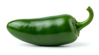 Fresh green jalapeno pepper isolated on white background, ready for culinary design, food packaging, and recipe illustrations.