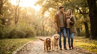 Young Caucasian couple walking golden retrievers in autumn park, laughing together, woman holding coffee cup, warm fall foliage background.