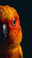 Close-up portrait of vibrant orange parrot with detailed feathers and bright eye against dark background for wildlife photography and nature content.