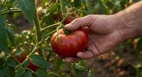 Hand picking fresh ripe red tomato from vine in organic garden. Harvest time concept for healthy homegrown vegetables and sustainable farming practices.