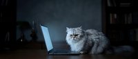 Fluffy gray cat sitting next to glowing laptop computer in dark room at night, working late hours concept for pet ownership and technology lifestyle.