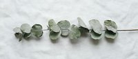 Eucalyptus branch with silvery-green rounded leaves arranged on white marble surface, suitable for botanical, wellness, and home decor design projects.