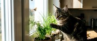 Curious tabby cat reaching toward a butterfly near windowsill potted plants in a bright cozy home interior, capturing playful pet behavior.