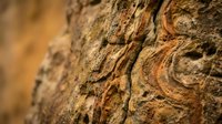 Detailed close-up of natural tree bark texture showing intricate patterns, ridges and organic surface for nature backgrounds and design projects.