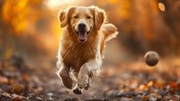Playful Golden Retriever dog running and jumping after ball in autumn forest with golden bokeh background, perfect for pet care advertising and seasonal outdoor lifestyle content.