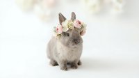 Gray dwarf rabbit wearing delicate pink and white flower crown on soft neutral background for spring Easter celebrations and pet photography.