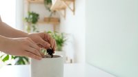 Hands planting small seedling in white ceramic pot on kitchen counter with wooden shelves and green plants in bright modern home interior.