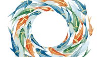 Watercolor koi fish swimming in circular pattern on white background. Colorful carp in blue, orange and green tones isolated for design projects.