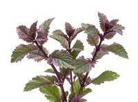 Isolated purple basil plant with green and burgundy leaves on white background, suitable for culinary, gardening, and botanical design projects.