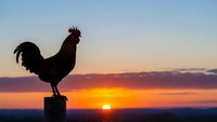 Rooster silhouette crowing at sunrise with dramatic orange and purple sky background for farm and agriculture concepts.