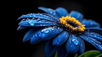 Vibrant blue gerbera daisy with water droplets on petals against dark background, macro photography showing morning dew details and yellow center.