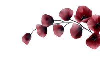 Delicate burgundy poppies on curved stem against white background, soft translucent petals create elegant botanical composition for decorative designs.