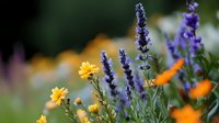 Vibrant summer garden with blooming purple lavender spikes, bright yellow buttercups and orange California poppies against soft blurred natural background.
