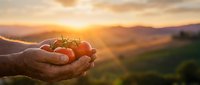Farmer hands holding fresh ripe tomatoes at golden sunset over rolling hills countryside. Organic harvest agriculture concept for healthy food production.