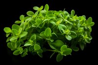 Fresh green sedum plant leaves close-up on black background. Vibrant succulent foliage macro photography perfect for natural wellness and botanical design projects.