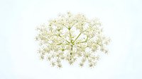 Delicate white baby's breath flowers clustered together on green stems against white background, suitable for wedding designs, floral arrangements, and botanical illustrations.