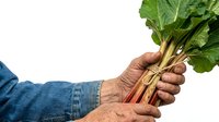 Farmer holding fresh rhubarb bunch with green leaves against white background, isolated produce for culinary and agricultural design use.