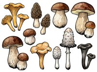 Mushroom and toadstool varieties isolated on white background, including porcini, chanterelle, and button types. Suitable for culinary, educational, and design applications.