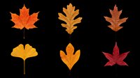 Six autumn leaves in orange, red, and yellow tones, isolated on transparent background. Ready for fall clipart, stickers, t-shirt design, sublimation, and print on demand.