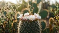 Blooming barrel cactus with delicate pink and white flowers in natural desert environment during golden hour lighting for botanical and nature photography.