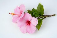Pink hibiscus flowers with green leaves on white background, delicate tropical blooms showing detailed stamen and petals, isolated botanical composition.