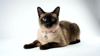 Siamese cat with dark points and light cream colored body wearing a pink collar with pendant, lying down on white background, isolated for design use.