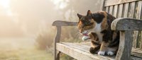 Adorable tabby kitten with white markings grooming paw while sitting on wooden garden bench during golden hour sunlight creating warm peaceful outdoor scene.