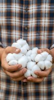 Farmer holding harvested cotton bolls in hands wearing plaid shirt, agricultural crop production and natural fiber farming concept.