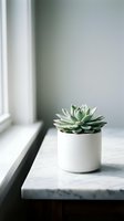 Small succulent plant in white ceramic pot on marble windowsill with natural light creating minimalist home decor atmosphere for interior design.