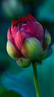 Vibrant lotus flower bud with gradient petals from magenta to green against blurred teal background, symbolizing purity and spiritual awakening.