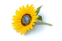 Single bright sunflower head with green stem isolated on white background, vibrant yellow petals and dark brown center, fresh summer bloom for floral designs.