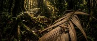 Sunlight filters through dense tropical rainforest canopy illuminating lush ferns and palm fronds creating dramatic shadows and golden light rays in jungle.