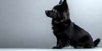 Black Pomeranian dog with fluffy fur sitting in profile view against neutral gray background, studio lighting creates dramatic atmosphere for pet photography.
