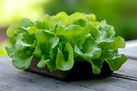 Fresh green butter lettuce leaves arranged on rustic wooden surface with soft natural lighting and shallow depth of field, highlighting crisp texture.