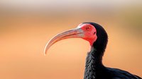 Southern ground hornbill close-up portrait showing distinctive red face and curved beak against warm orange background, displaying striking natural wildlife features.