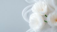 Delicate white garden roses in soft focus against light background create dreamy, romantic mood. Elegant floral composition for wedding and celebration designs.