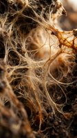 Intricate network of plant root fibers and organic matter creating natural textures in rich brown earth tones for botanical and agricultural concepts.