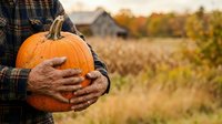 Farmer holding orange pumpkin in plaid shirt at harvest time with rural barn and field in background, autumn season agricultural scene.
