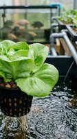 Aquatic plant with bright green leaves growing in hydroponic system with water circulation pipes and tanks in blurred background, suitable for agriculture, gardening, and sustainable farming concepts.