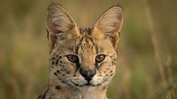 Close-up portrait of wild serval cat with distinctive spotted coat and large ears in natural grassland habitat for wildlife photography projects.