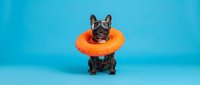 Black French Bulldog wearing bright orange inflatable collar against turquoise background, studio shot for pet care, veterinary, and animal wellness marketing materials.
