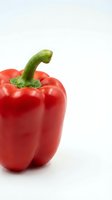 Fresh red bell pepper with green stem isolated on white background, suitable for food, cooking, nutrition, and healthy eating design projects.