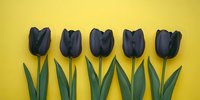 Black tulips arranged in row on bright yellow background, creating dramatic contrast. Fresh spring flowers with green stems and leaves for modern floral design.