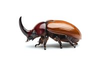 Rhinoceros beetle with brown-orange wing cases and dark body isolated on white background, side view macro photography of exotic insect specimen.