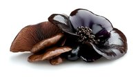 Dark purple anemone flower with brown mushrooms arranged on white background, isolated botanical composition for creative design and decoration.