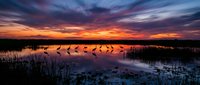 Flock of birds wading in shallow wetland water at dramatic sunset with vibrant orange and purple sky reflected in still surface, suitable for nature and wildlife backgrounds.