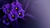 Purple pansy flowers with yellow centers on soft violet background. Delicate spring blooms for gardening, floral design, and botanical decoration projects.